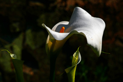 カラーの花　P1530603zz