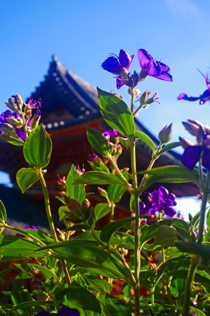 野ボタン咲く宮　P1210837zz