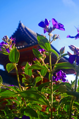 野ボタン咲く宮　P1210837zz