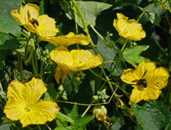 ヘチマの花と蜂　P1220671zz