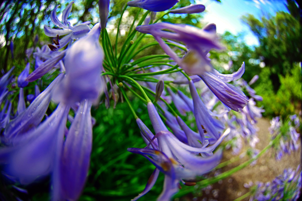 流れる花　IMGP8757zz