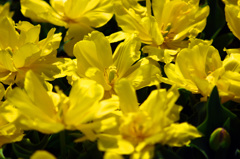 黄色き花　IMGP6176z
