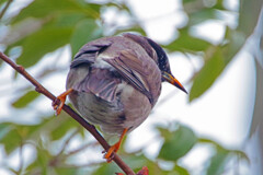 何か御用ですか？　IMGP0830zz