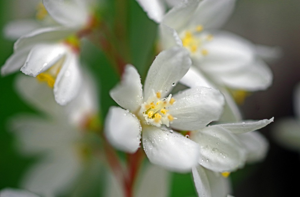 春の雨　IMGP5808zz