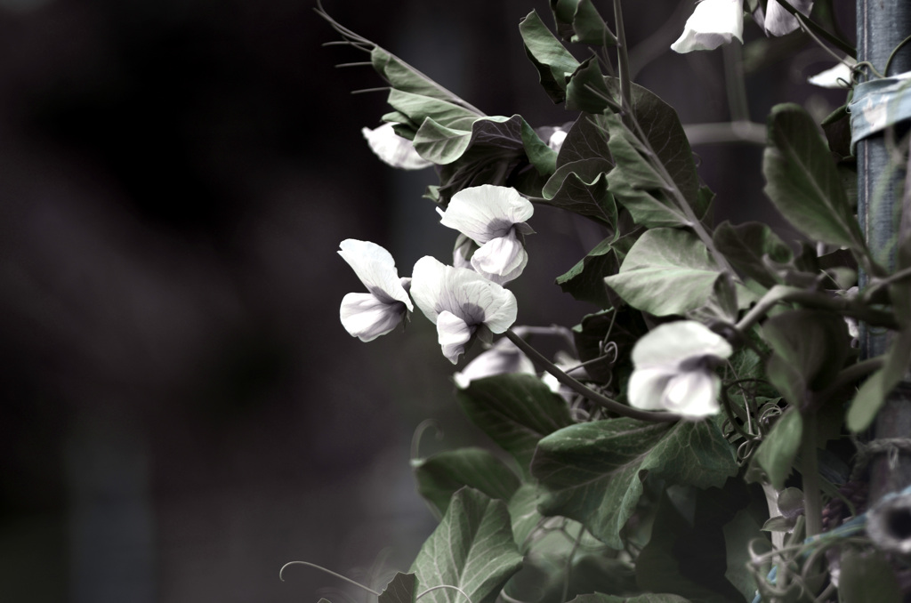 豌豆の花　IMG0390zz