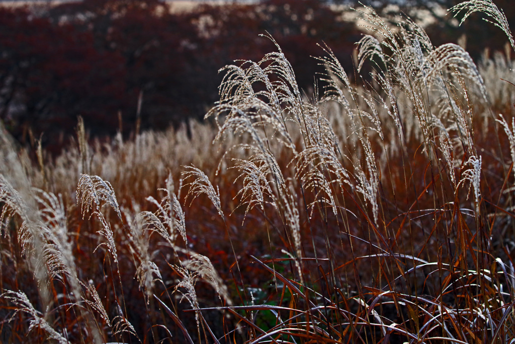 晩秋の景　IMGP5214zz