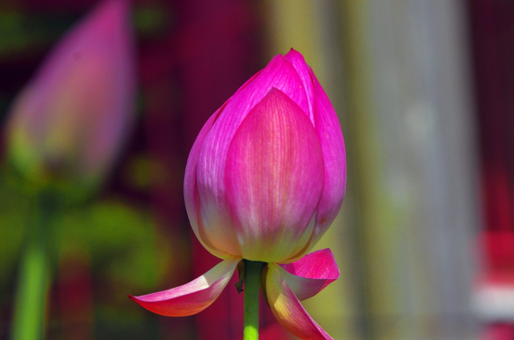 紅い蕾　IMG1556zz