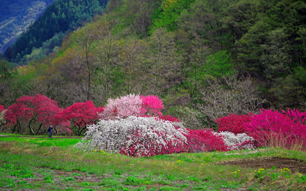 花桃の里Ⅱ　IIMGP2338zz