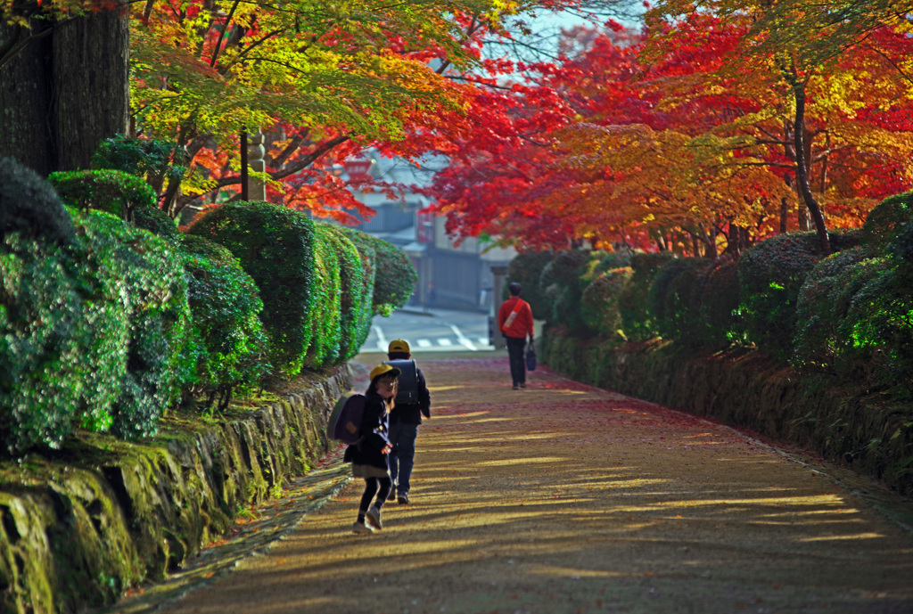 朝の通学　IMGP0684zz