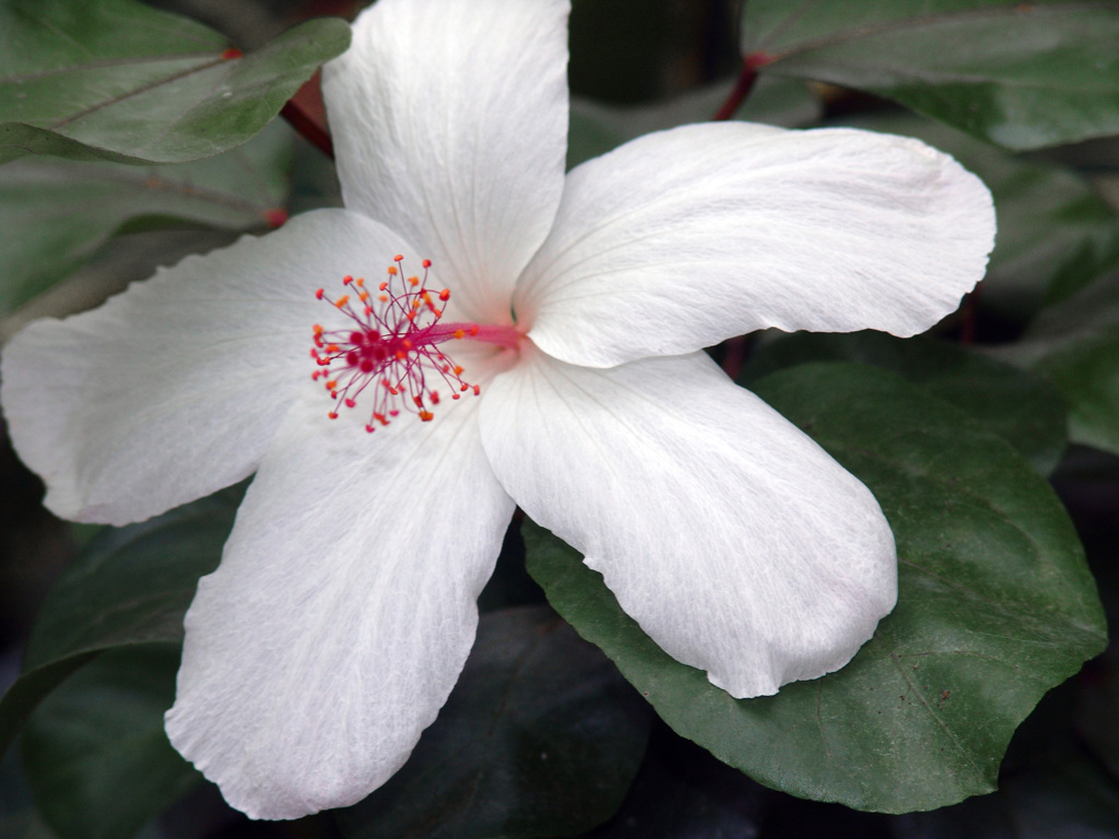真白き花　DSC05311zz