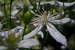 センニンソウ　P1240022zz