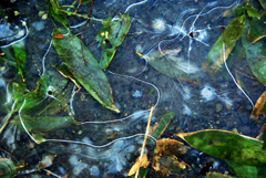 Ice ｗorld 春まで封印　IMGP2822zz