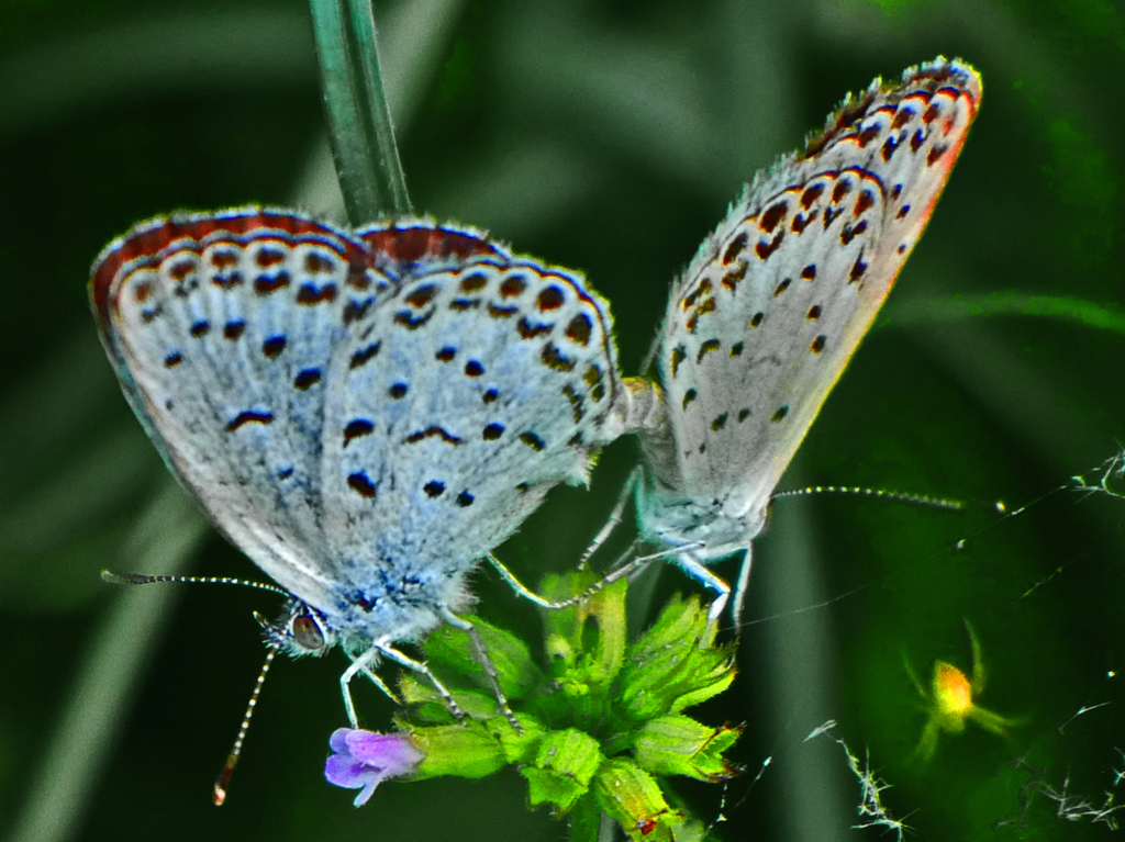 命を繋ぐ　P1660078zz