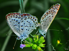 命を繋ぐ　P1660078zz