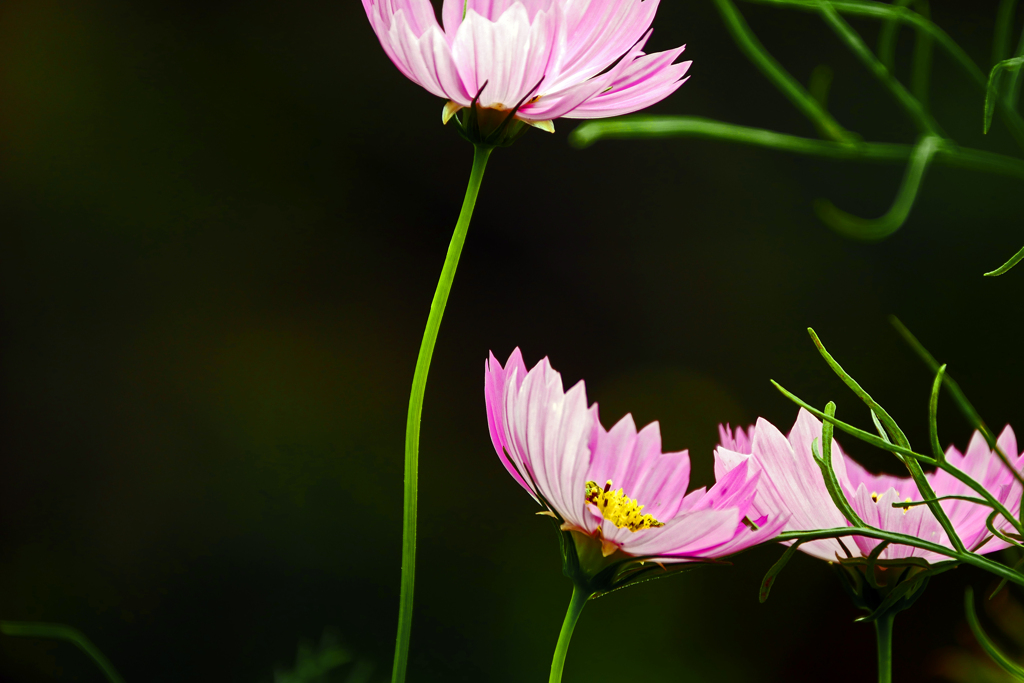 COSMOS　P1470263zz