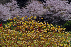 三椏の花　IMGP4170