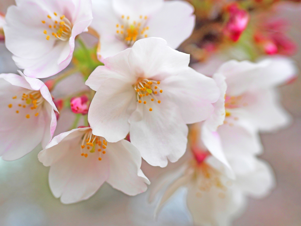 まだまだ見ごろ近所の桜　P1160806zz