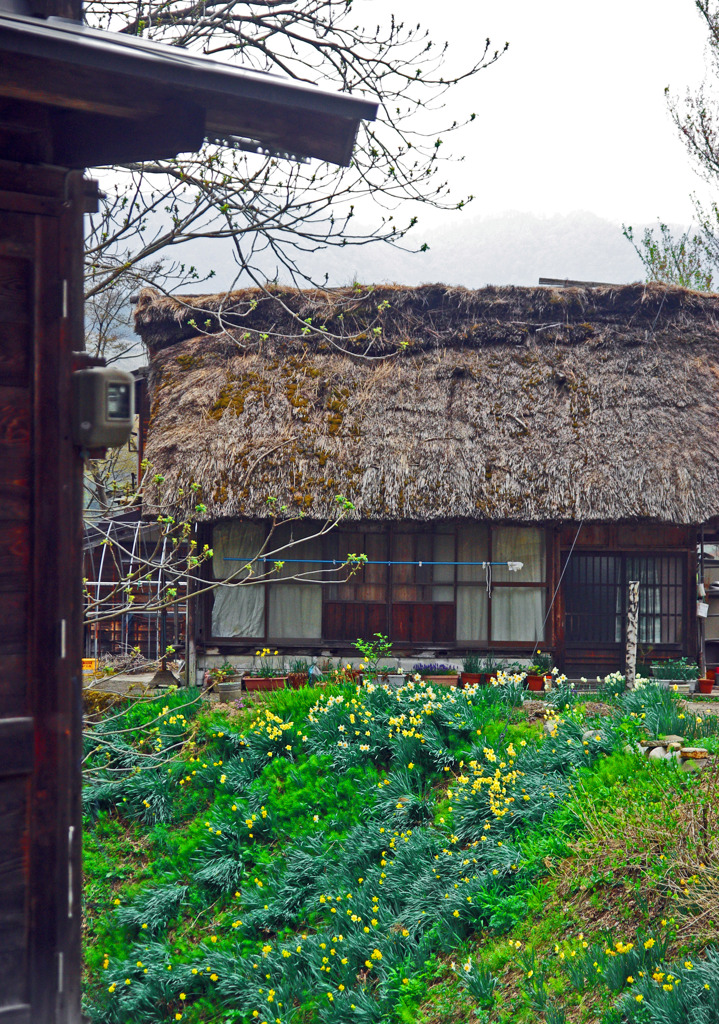 山里の春　IMGP1767zz