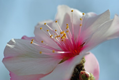 花一輪 アーモンド　IMGP0187zz