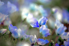 垣間見る花　IMGP4507zz
