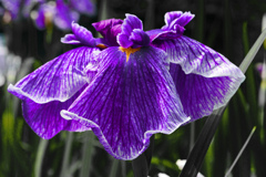 花勝負Ⅳ　P1087198zz