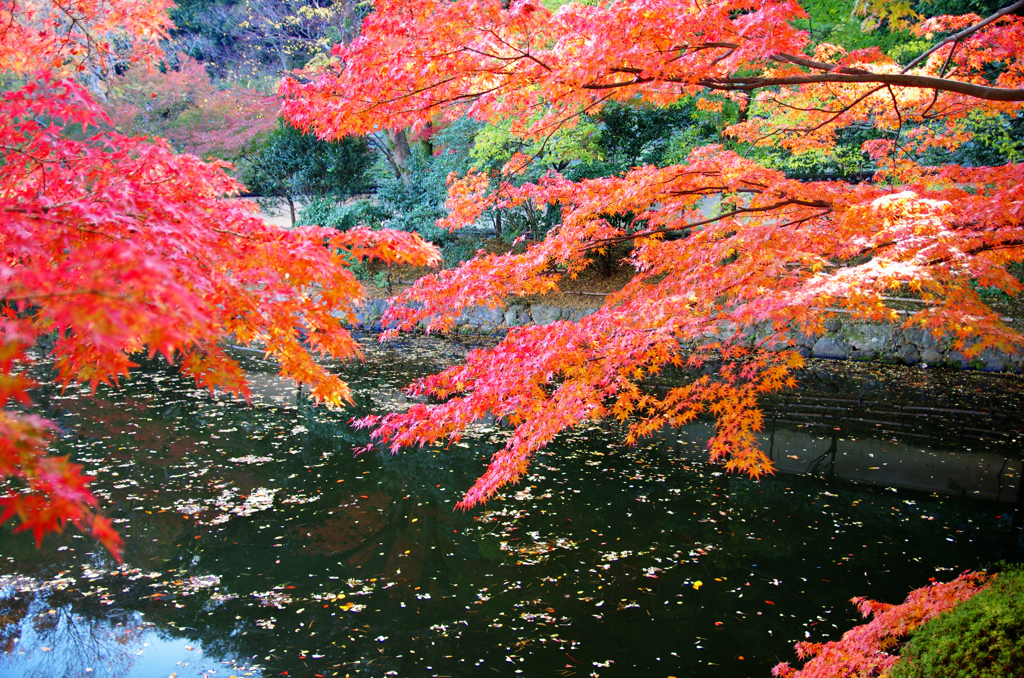 紅葉渓庭園　IMGP0868zz