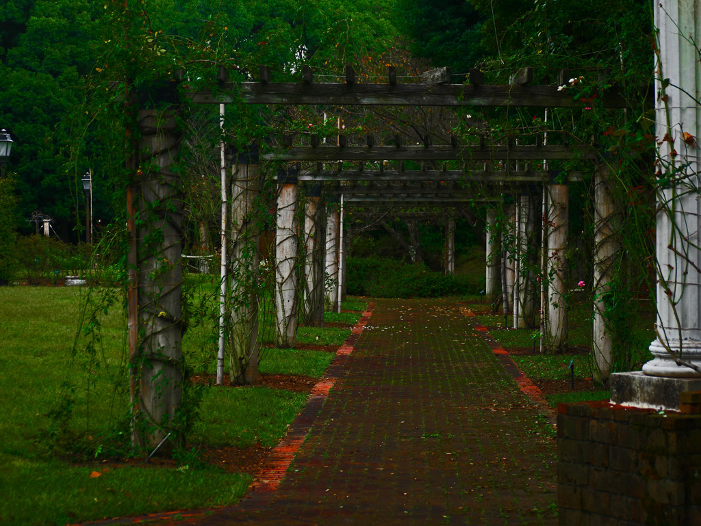寂しいバラ園　P1470266zz