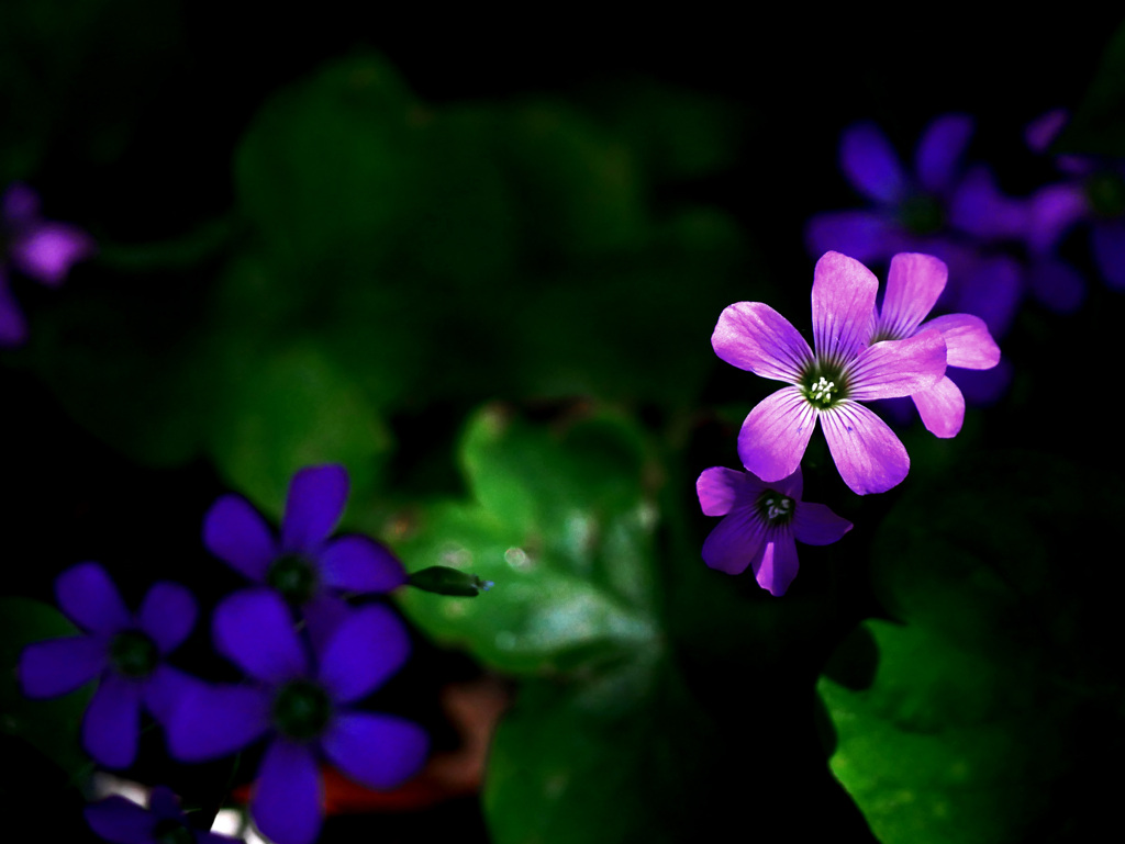 おなじ花なのに　P1310371zz