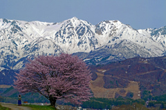サクラを撮るひと　P1074016zz