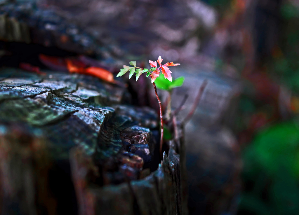 世代を繋ぐ　P1670662zz