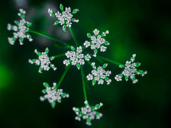 野辺で見つけた小さき花　P1290170zz