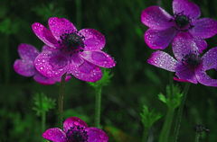 水玉を纏うⅡ　IMGP5221zz