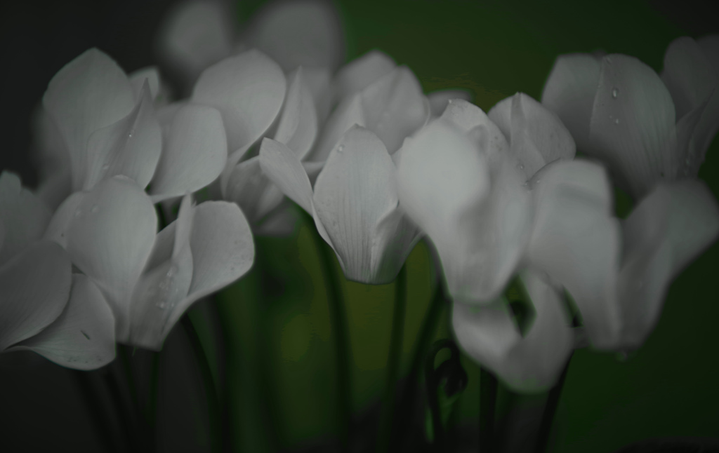 真白き花　IMGP1712zz