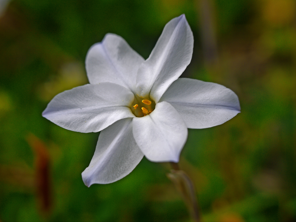 路傍で見つけた可憐な花　P1250699zz