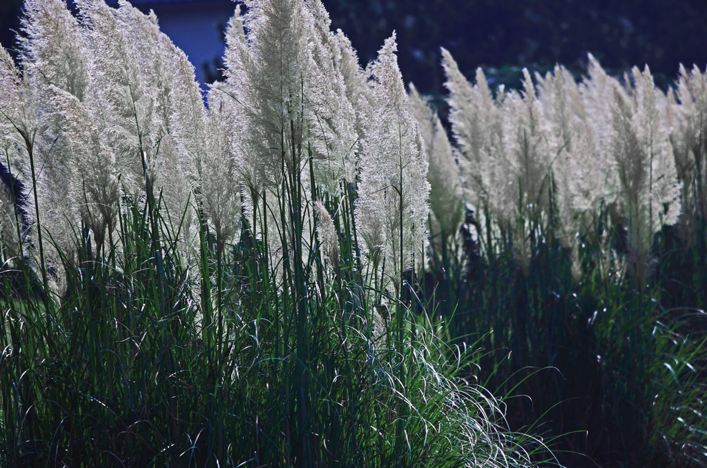 秋の予感　P1650352zz