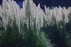 秋の予感　P1650352zz