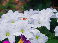 白いペチュニア　P1310810zz