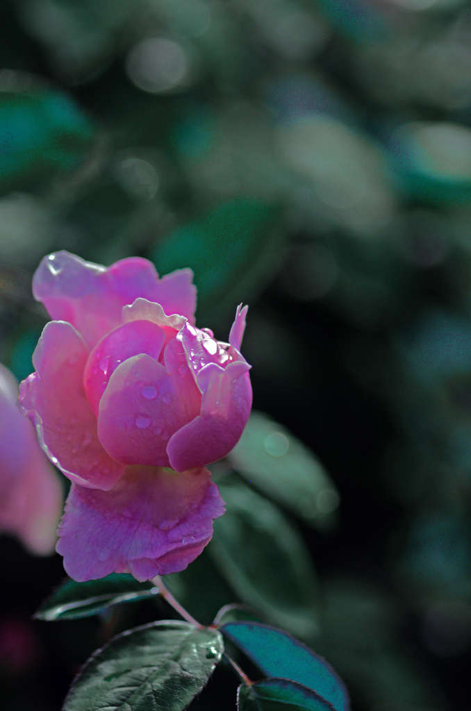 薔薇の苑 佇む　IGP7943zz
