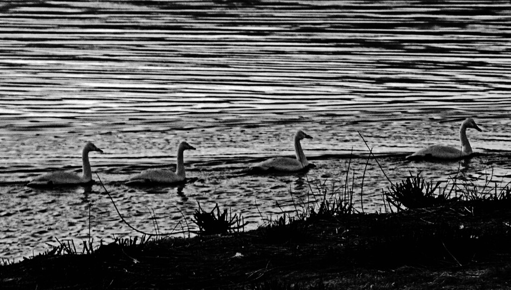 白鳥の湖 シルエット　_IGP2460zz