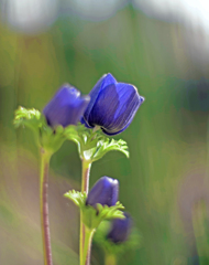 レンズ開放F1.2 　IMGP0567zz