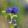 レンズ開放F1.2 　IMGP0567zz