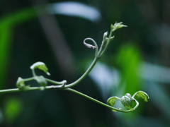 Come on!(カモーン！)　P1280112zz