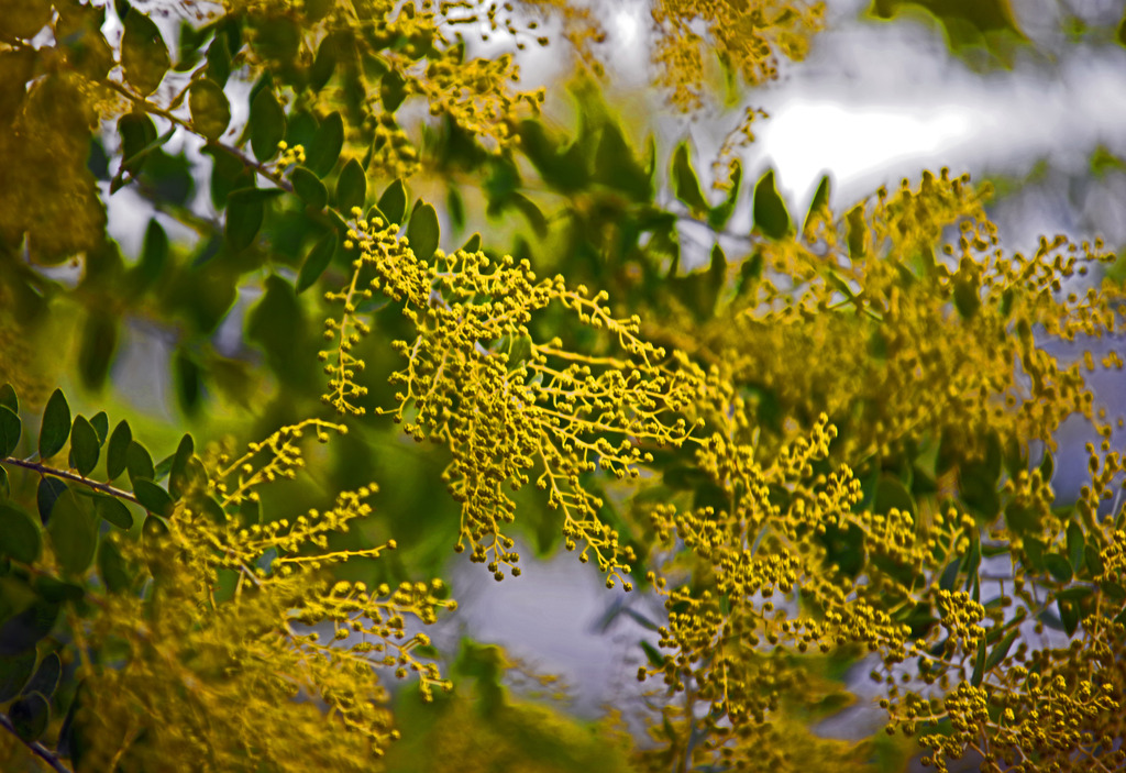 パールアカシア　IMGP1694zz