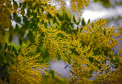 パールアカシア　IMGP1694zz