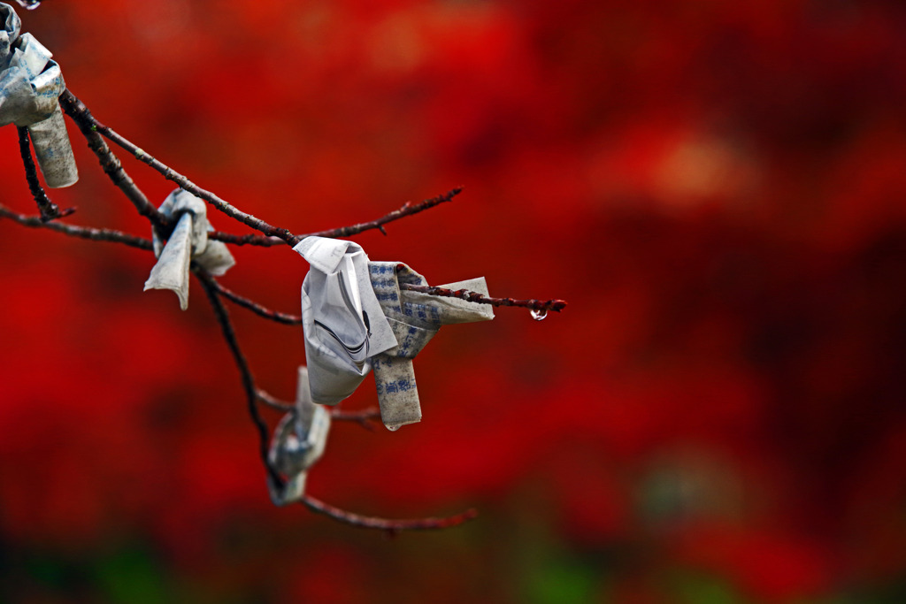 夜半の雨 濡れた御神籤　IMGP1146zz