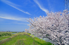 河川敷の桜　IGP4436zz