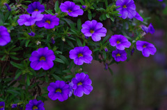 蒼い花 咲いていた　_IGP7281z
