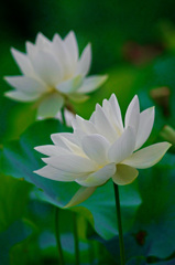 Twin lotus　_IGP7146zz