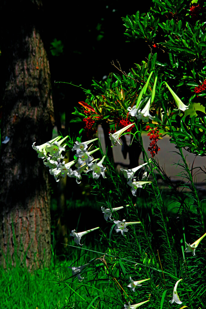 ユリと アメリカデイゴ IMGP1493zz