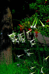 ユリと アメリカデイゴ IMGP1493zz